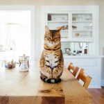 Muito Além da Ração: O Custo Brasil e a Sofisticação do Mercado Felino em 2026